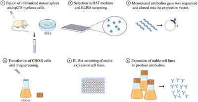Expression and characterization of recombinant antibodies against H7 subtype <mark class="highlighted">avian influenza virus</mark> and their diagnostic potential
